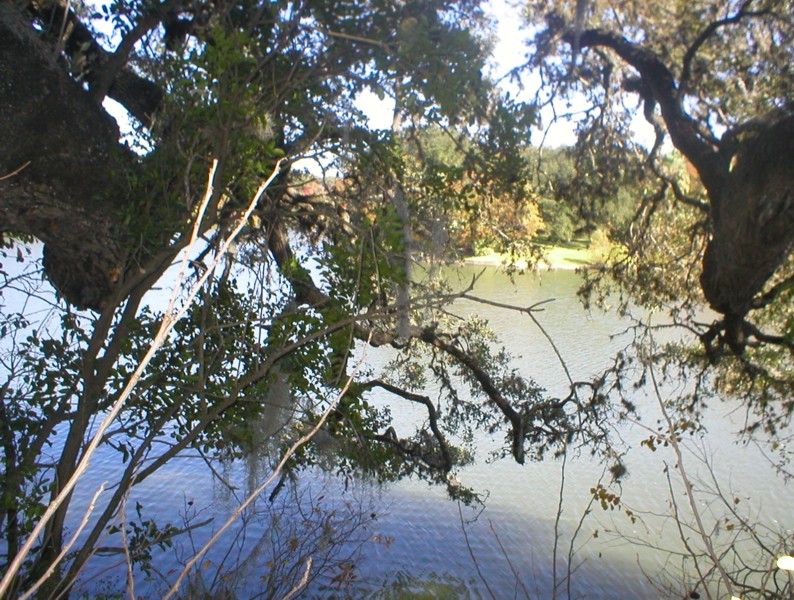 Tree with moss over water.JPG